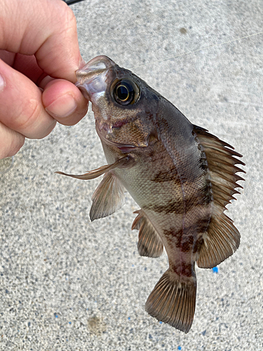 メバルの釣果