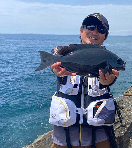 メジナの釣果