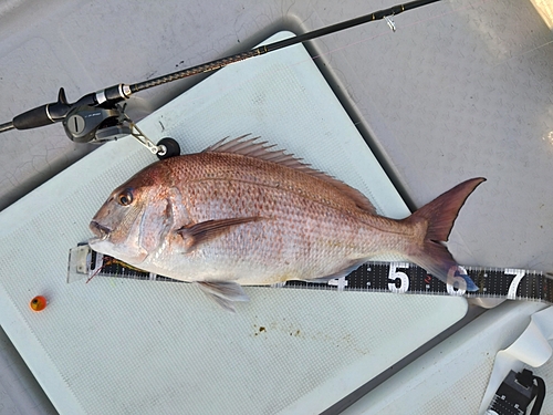 マダイの釣果