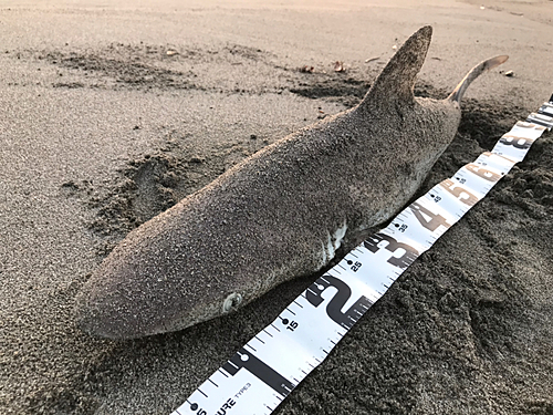 サメの釣果