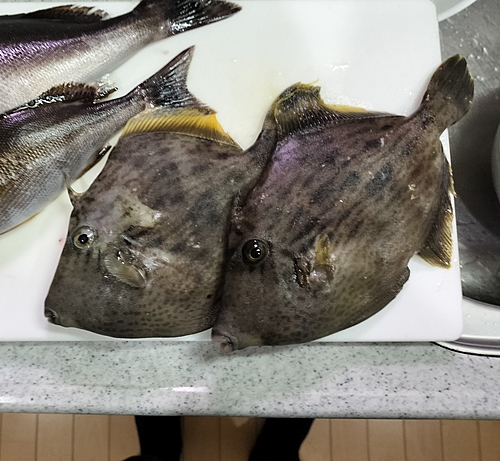 カワハギの釣果