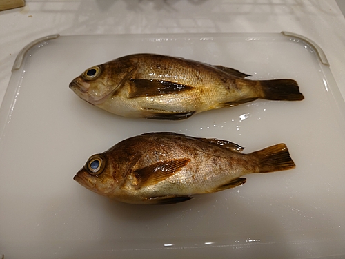 メバルの釣果