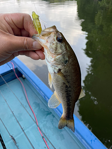 ブラックバスの釣果