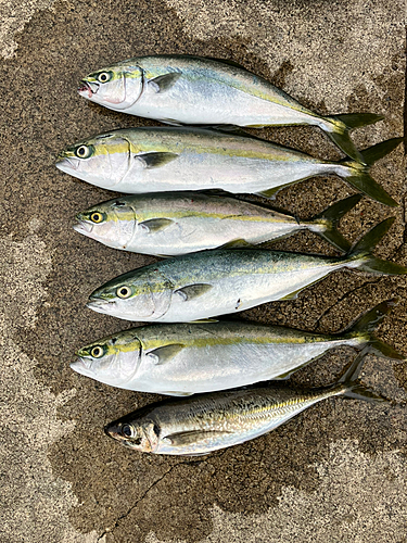 イナダの釣果