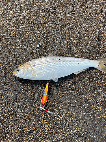 コノシロの釣果