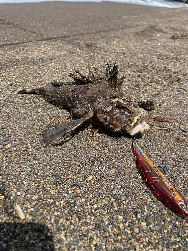 オニオコゼの釣果