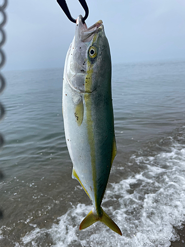 イナダの釣果