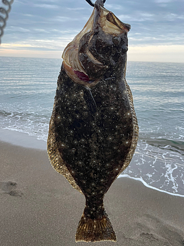 ヒラメの釣果