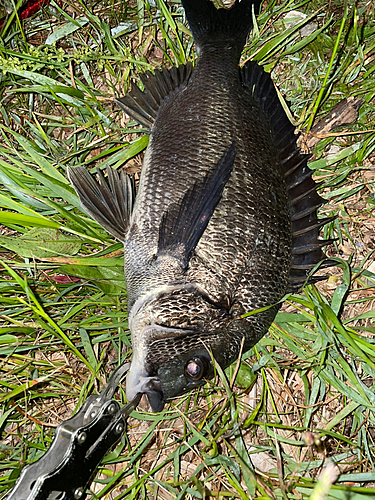 クロダイの釣果