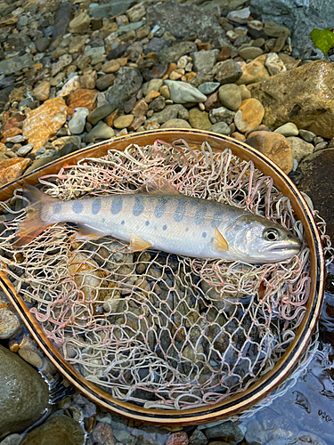 ヤマメの釣果