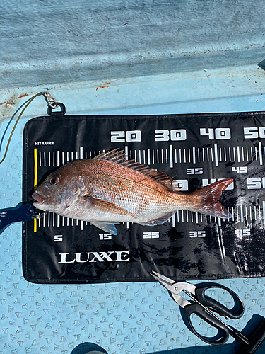 マダイの釣果