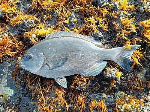 オナガグレの釣果