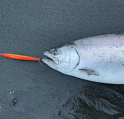 サクラマスの釣果