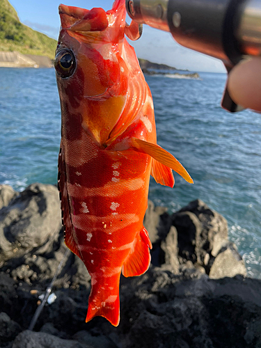 アカハタの釣果