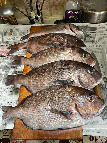 マダイの釣果