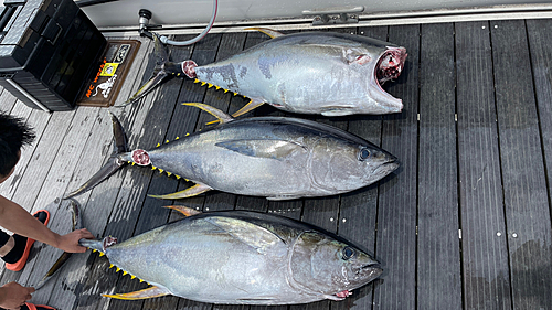 キハダマグロの釣果