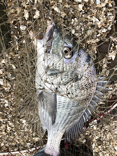 チヌの釣果