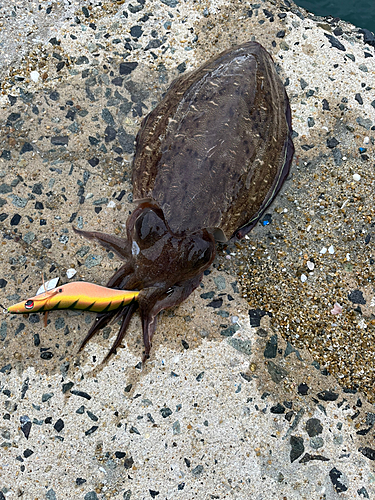 コウイカの釣果