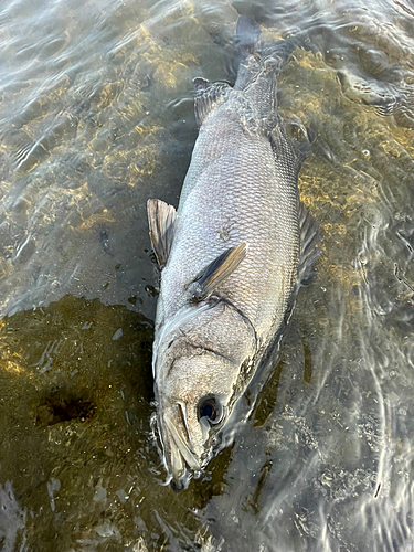 ヒラスズキの釣果