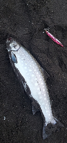 アメマスの釣果