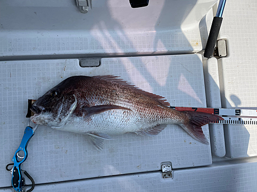 タイの釣果