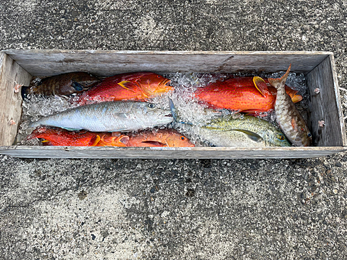 アオチビキの釣果