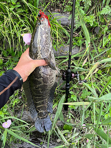 カムルチーの釣果