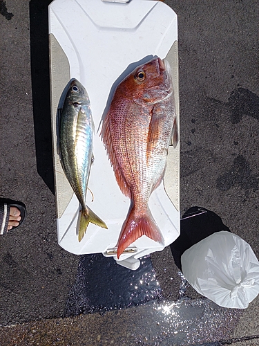 イワシの釣果