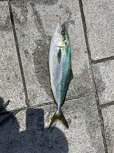 ツバスの釣果