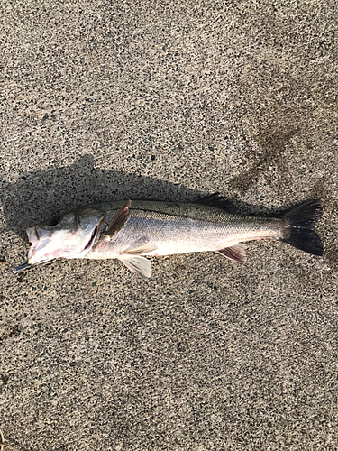 フッコ（マルスズキ）の釣果