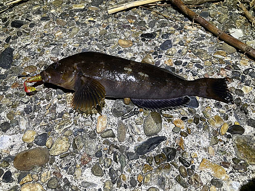 アイナメの釣果