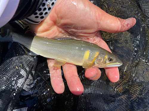 アユの釣果