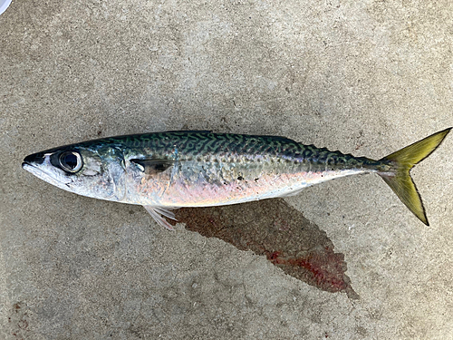 サバの釣果