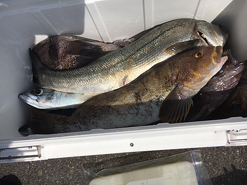 アイナメの釣果