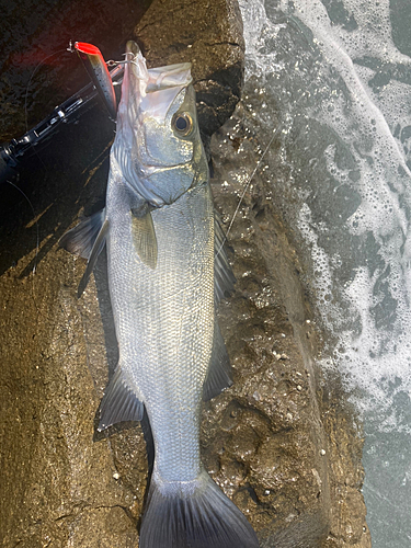 ヒラスズキの釣果