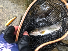 イワナの釣果