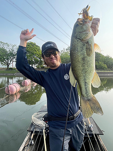 ブラックバスの釣果