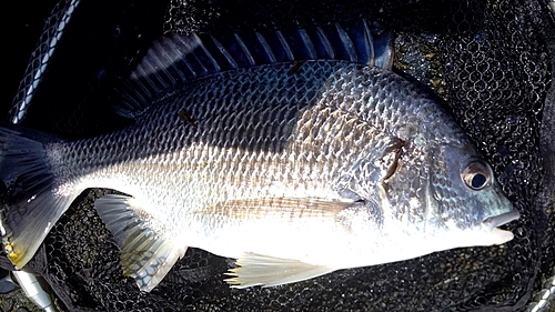 キビレの釣果