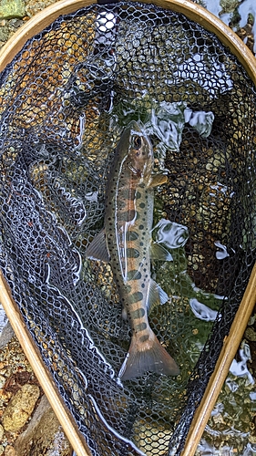 ヤマメの釣果