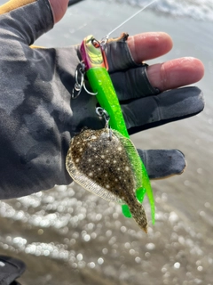 ヒラメの釣果