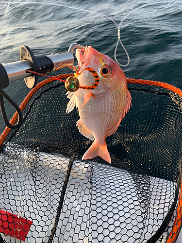 レンコダイの釣果