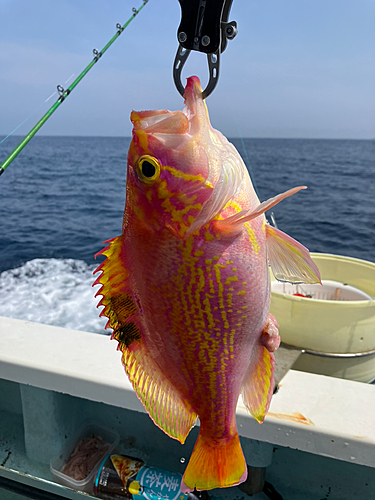 アカイサキの釣果