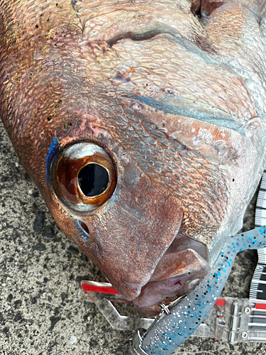 タイの釣果