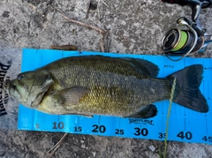 スモールマウスバスの釣果