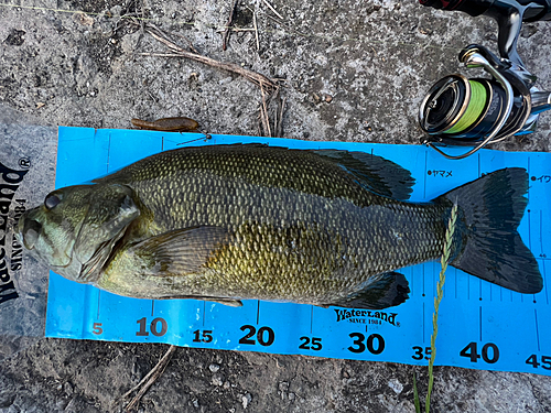 スモールマウスバスの釣果