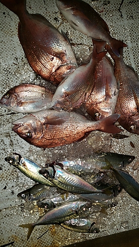 マダイの釣果