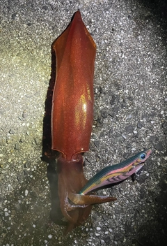 ケンサキイカの釣果