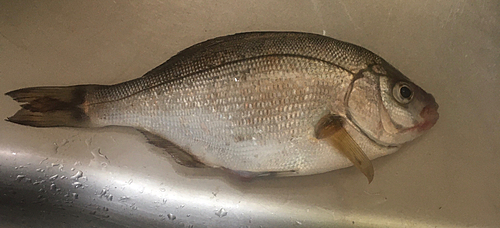 ウミタナゴの釣果