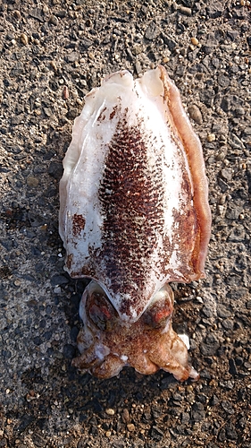 シリヤケイカの釣果