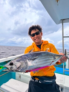 カツオの釣果